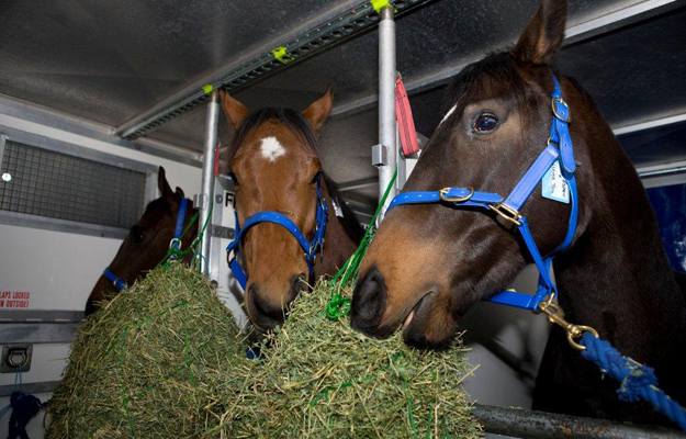 Yearlings in air stalls aboard a Singapore Airlines cargo flight. Photo: IRT.