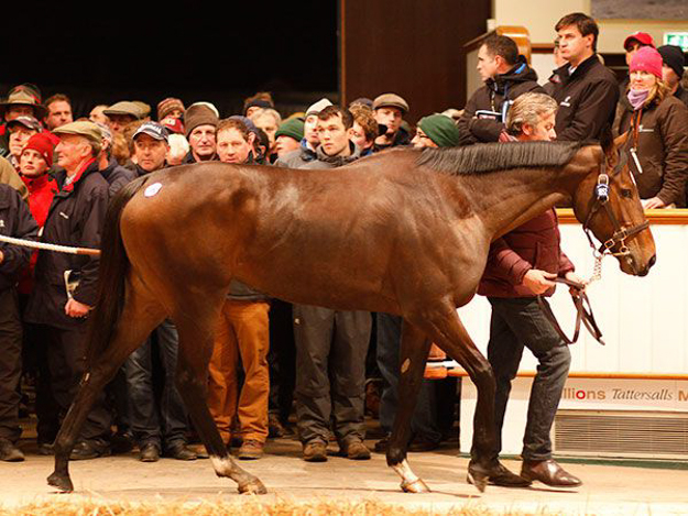 A British auction record was broken when Just The Judge sold for 4.5 million guineas at Tattersalls. Photo: Tattersalls.