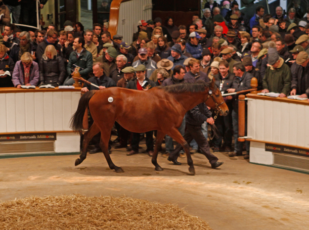 Immortal Verse by Pivotal was puchased by BBA Ireland for 4,700,000 guineas ($8,088,465) at Tattersalls 2013 December Mare Sale. Photo: Tattersalls Ltd.