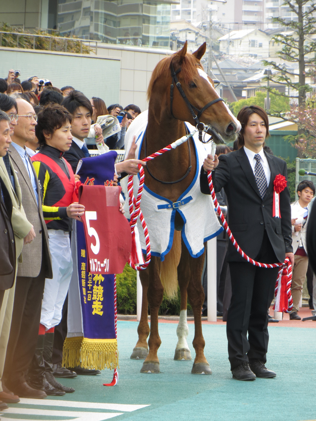 Orfevre in the winner's circle after the 2013 Sankei Osaka Hai. Photo: Wikimedia Commons.