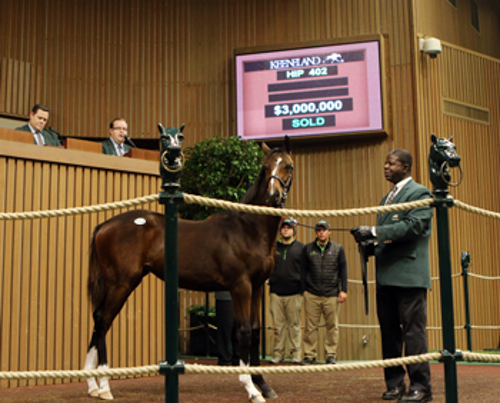 A Tapit filly set a new North American weanling record when she sold for $3 million at the Keeneland November Breeding Stock Sale. Photo: Keeneland.