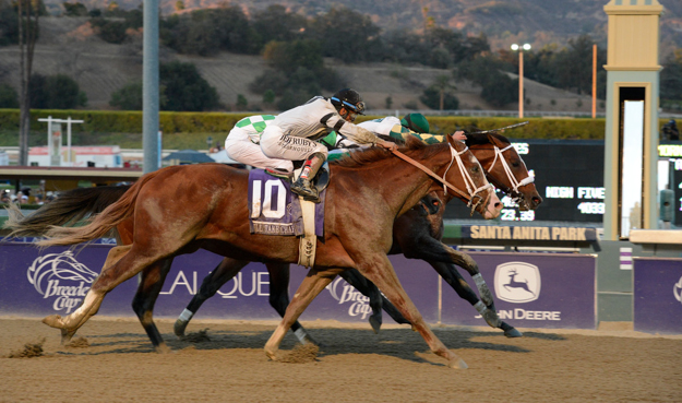 Will Take Charge was narrowly defeated by Mucho Macho Man in the 2013 Breeders' Cup Classic. Photo: © Breeders' Cup/Phil McCarten 2013