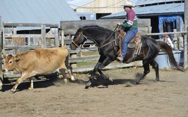 Forget Quarter Horses - ranch work is a job for a Thoroughbred