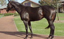 Are first-season sire fees too high in Australia?