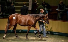 Business booms as big buyers flock to Goffs Orby Sale from all over the world