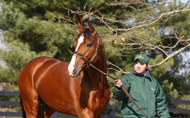 New year brings new blood to North American stallion ranks