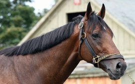 The superstar colts boosting America's stallion ranks