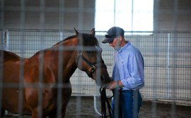 WarHorse program building a bond between veterans - human and equine