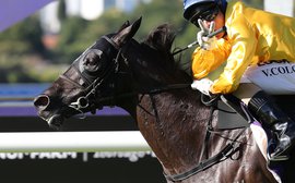 Silent Achiever takes aim at the Arc for New Zealand