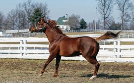 Still lithe at 15, Smarty Jones is all set for his second chance in Kentucky