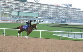 California Chrome slips easily into that starring role back at Meydan