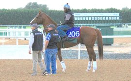 Excitement builds as breeders snap up shares in California Chrome