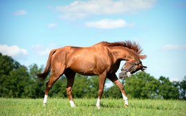 California Chrome: how Art Sherman sees the next stage in his career