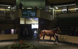 Yearlings to watch: 10 of the choicest lots at the Goffs Orby Sale 