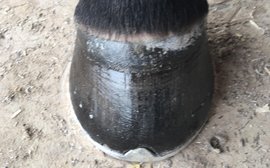 Does your horse really need to wear shoes? Insight from a leading farrier