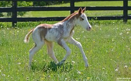 So what color is he? Say hello to this newborn son of Chrome’s sire Lucky Pulpit
