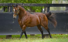 Stunning weekend rockets Snitzel up the world sires’ rankings