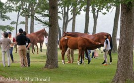 An equine treasure trove to give you goosebumps
