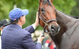 American Pharoah ‘almost a romantic guy’ in the breeding shed