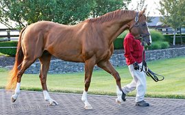 Why California Chrome is getting top marks for his work in the breeding shed