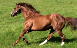 The stallion emerging as Frankel’s main rival at the top of the second-season sires rankings