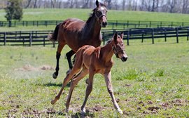Meet the new half-sister to Beholder and Mendelssohn, and their remarkable mother