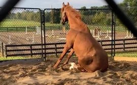 Meet ‘Angus’, the horse who sits like a dog, has a large Facebook following - and is very lucky to be alive