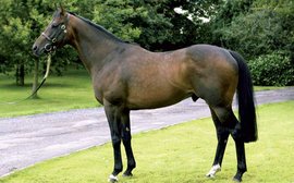 Stallions whose progeny shone at the sales in Europe this year