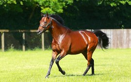 Could Kingman be another Juddmonte super sire in the making?