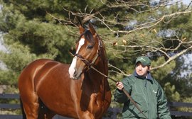 How Noble Mission is proving he can flourish in Frankel’s shadow