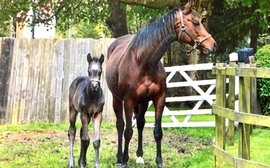 Guess which of last week’s big G1 winners this little foal is now