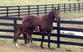 The Kentucky Derby colt who came into being thanks to a lucky throw of a dart