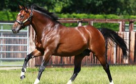 Is there a threat from within to Frankel’s status as the world’s fastest-rising stallion? 