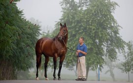 Elusive Quality, sire of Smarty Jones, pensioned from stud duties