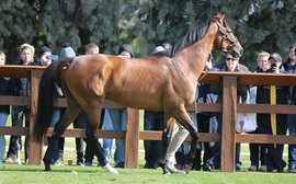 Stallions on parade: when do you ever get to see such an impressive array as this?