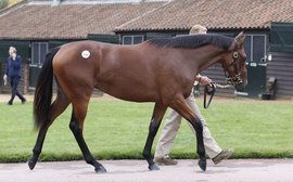 Expect fireworks when these yearlings come under the hammer next week