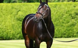 Kingman fee doubles as Juddmonte announce stallion fees for 2020