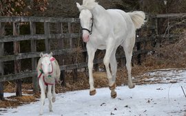 Getting it just white: this gorgeous foal continues a delightful legacy