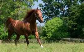 Four surprise packages among Britain’s first-season sires
