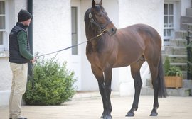 Irish Stallion Trail: a backstage pass to see some of the world’s finest horses 
