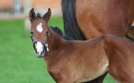 She’ll always be his #1: meet the first foal of a Breeders’ Cup hero