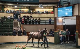 Yearling sales season highlights the continuing appeal of top Irish bloodstock