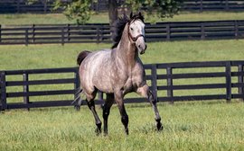 Taking care of small breeders: it’s the inspiration behind Spendthrift’s new Safe Bet program