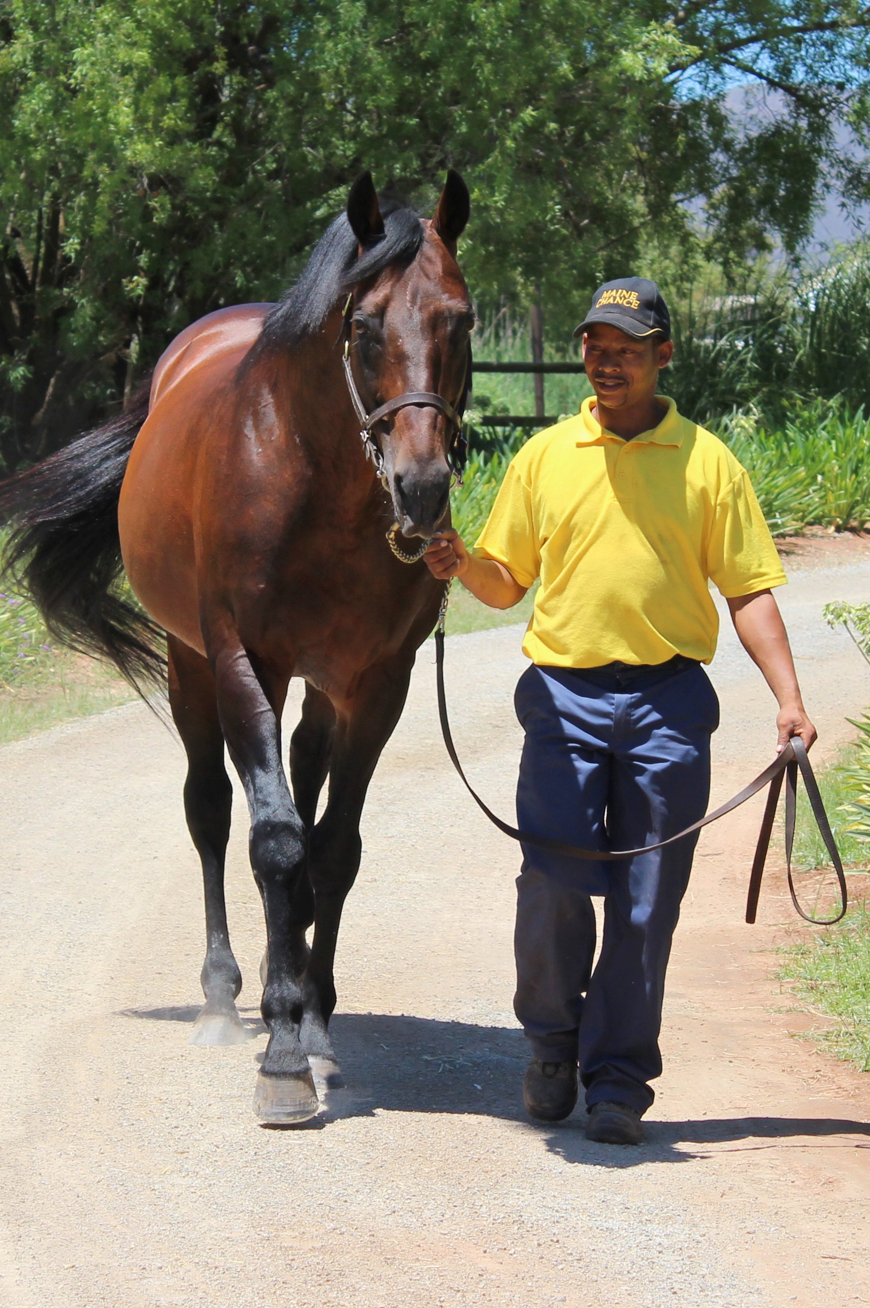Leading sire Silvano, who stands at Andreas Jacobs’ Maine Chance Farms in the Western Cape. Photo: Isabel Mathew
