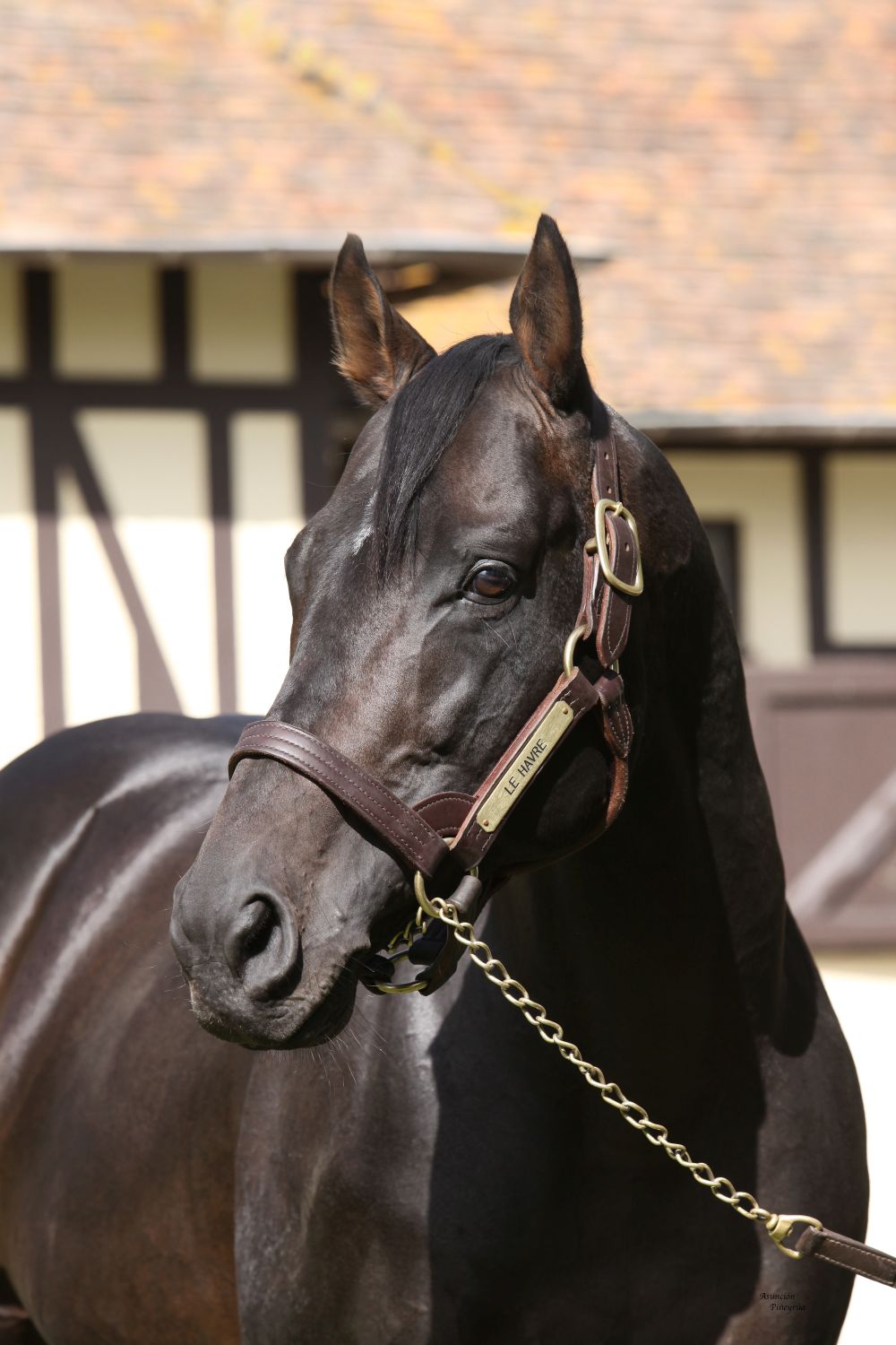 Leading the way: Le Havre looks set to take his first French sires’ title this season. Photo: Isabel Mathew