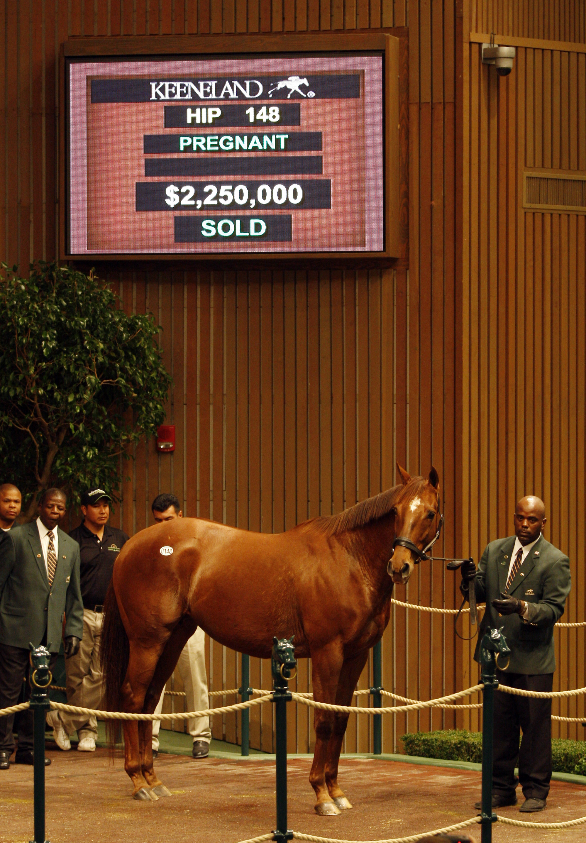 Drama in the sale ring: the moment Azeri was knocked down to the Yoshidas at Keeneland in 2009. Photo: Michele MacDonald