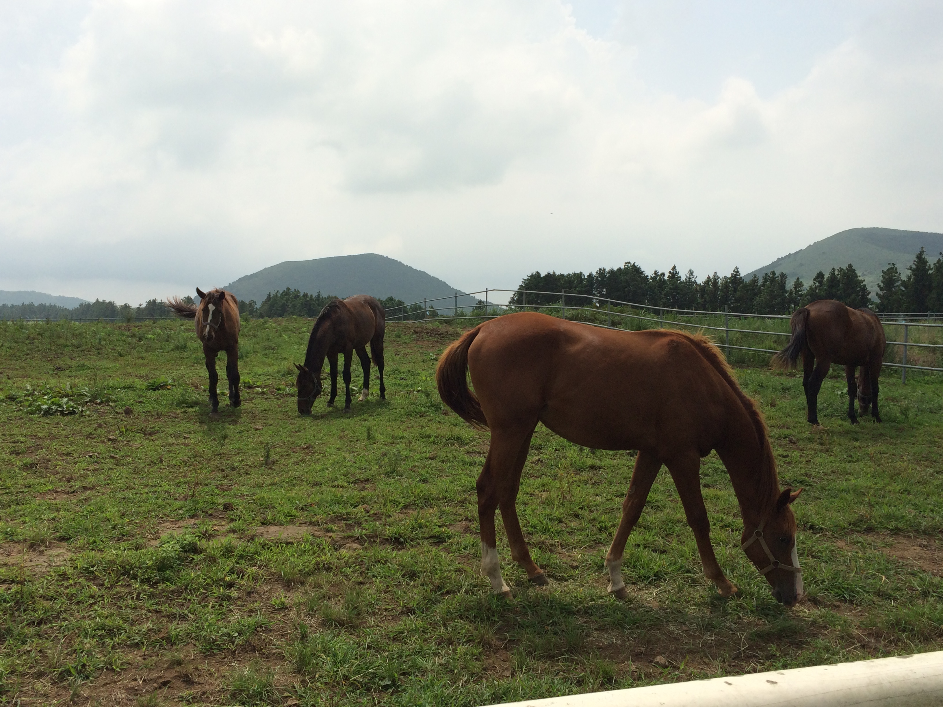 Nokwon Farm on Jeju: it may lack the rich vegetation of Kentucky, but the breeding industry in South Korea is definitely going places. Photo: Katherine Ford