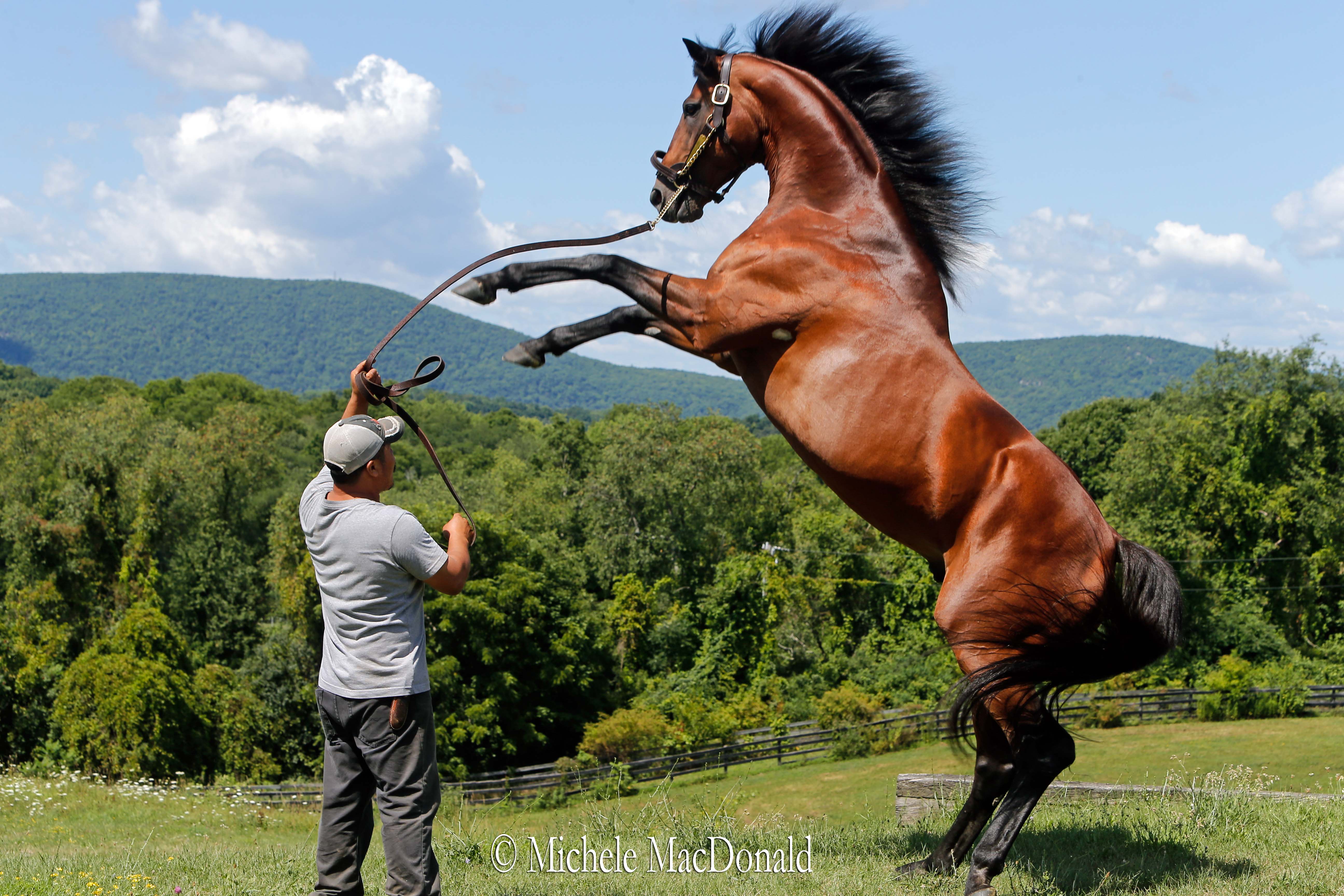 “Big Brown likes getting up on his hind legs,” says Dutchess Views owner/manager Michael Lischin. Photo: Michele MacDonald