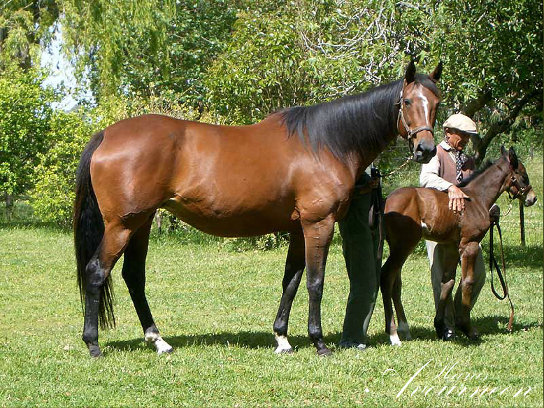 Express Way, half-sister of Eragon’s dam, with Ejekutor (her fourth stallion son) as a foal. Ejekutor, who now stands at stud near Buenos Aires, has ‘some wonderful foals’