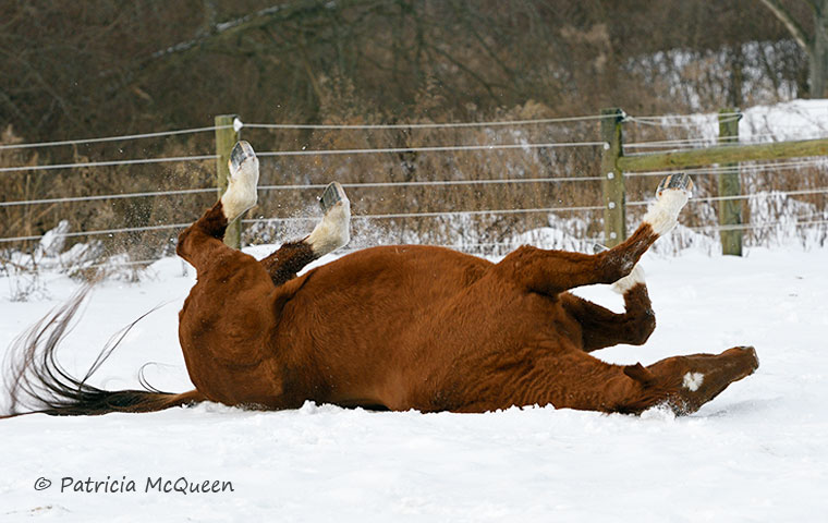 Fast Market’s favorite thing to do is drop and roll, in dirt, on grass - or in the snow. Photo: Patricia McQueen